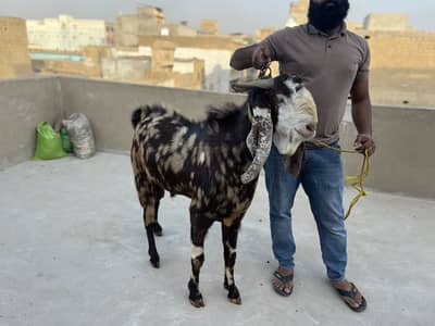 Andu Bakra for Sale
