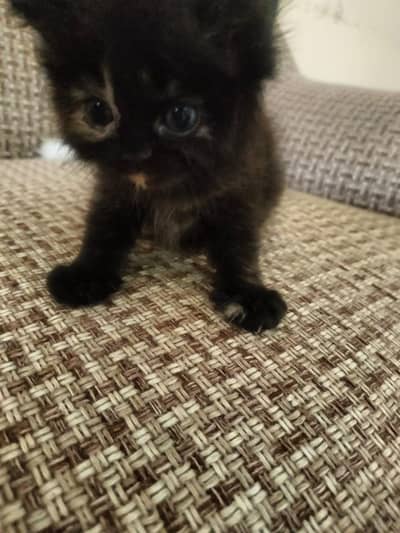 Persian kitten