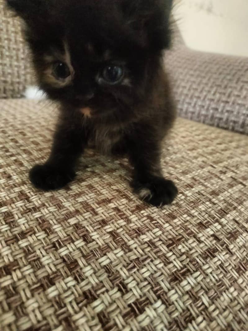 Persian kitten 0