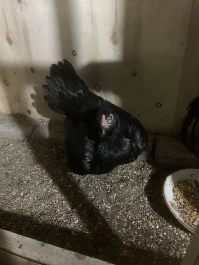 Aseel Murga murgi with cage for sale