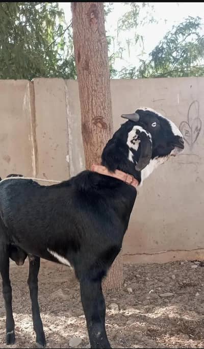 Betal nasli bakra