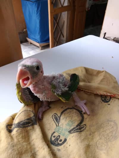Hand-Feed Green Parrot Baby - 40 Days Old - Healthy