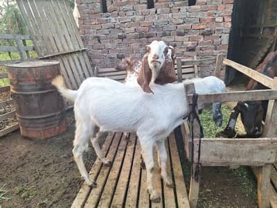 Two Teeth GOAT For Sale! Ready For Qurbani