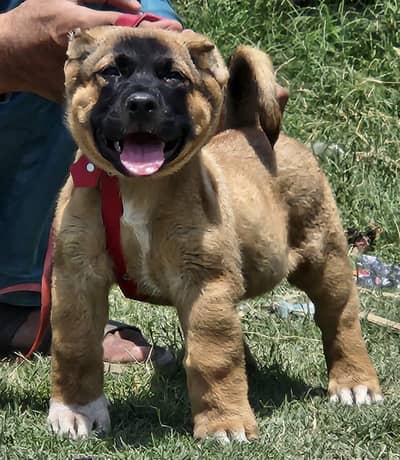 King kurdish kangaal male pure breed security dog 2months for sale