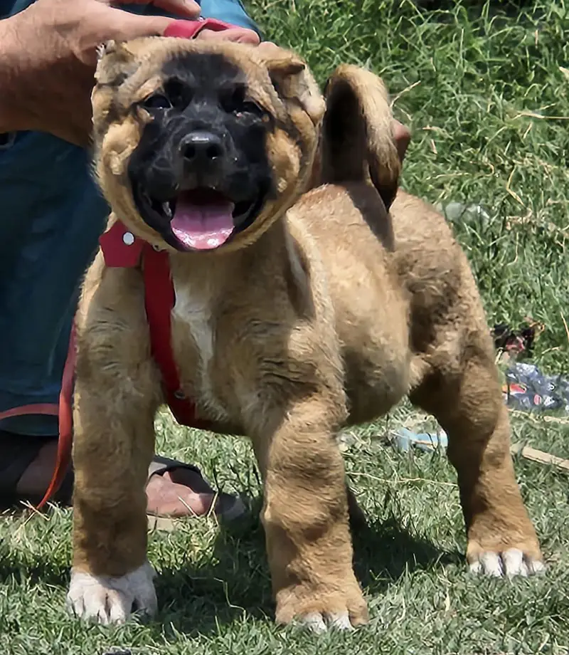 King kurdish kangaal male pure breed security dog 2months for sale