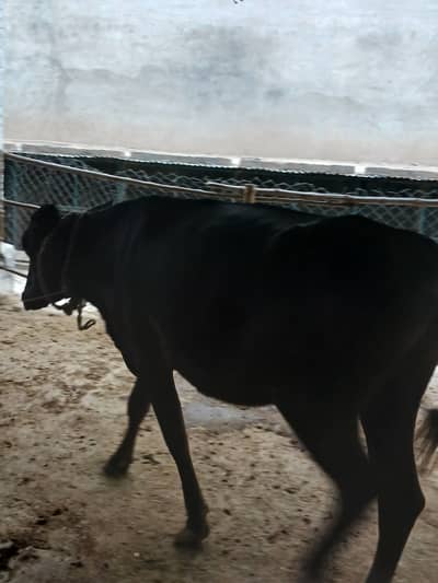 Cows for sale