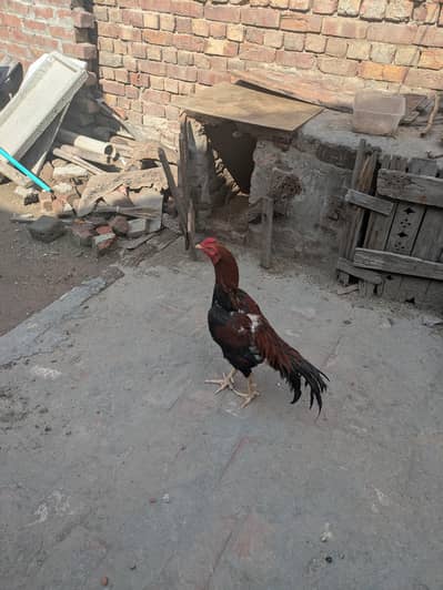 Ghur ka pala huwa patha