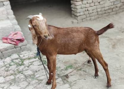 Qurbani ka bakra