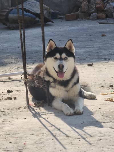 Siberian husky