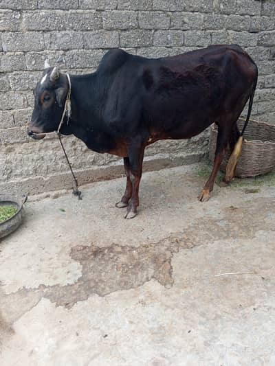 OX black color