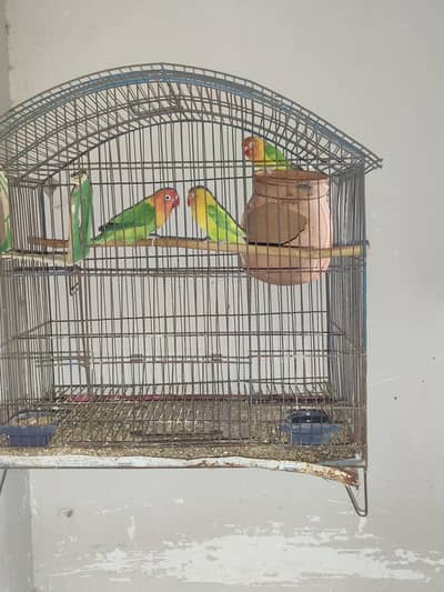 3 beautiful parrots with cage