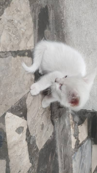 Persian cat