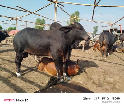 Bull / Qurbani Janwar