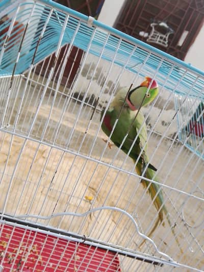 raw parrot male