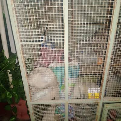 steel cage