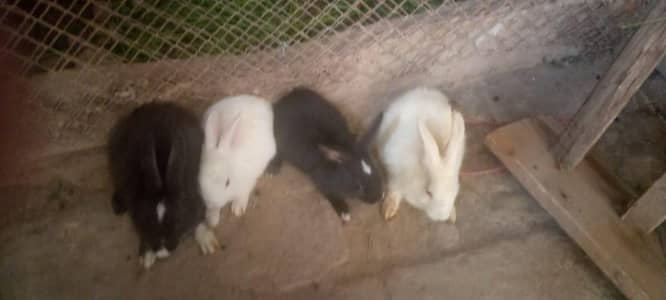 red eyes rabbit and some black
