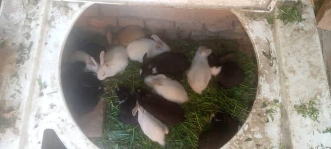 red eyes rabbit and some black per pice