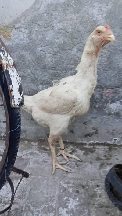 Pure White Shamo Female Aseel for Sale | Healthy & Active