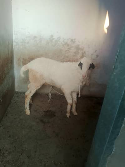 helthy dumba for sell