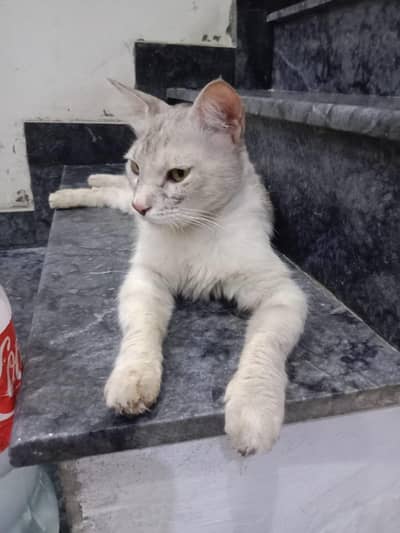 Persian Female Cat