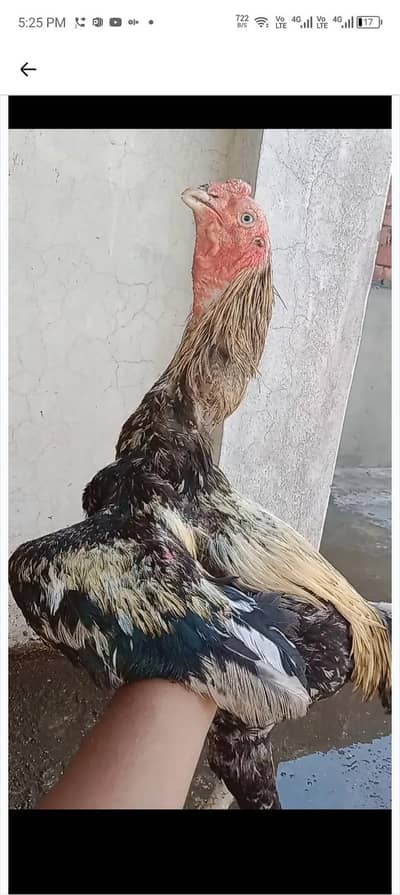Long Height Band gadi Aseel Patha Aseel Murga Pakistani 03098573144