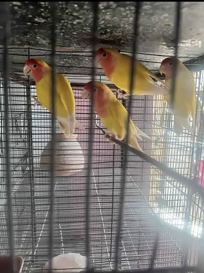 love bird for sale