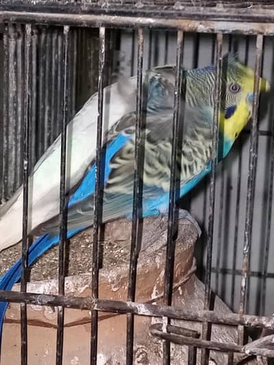 White red eye and fancy Budgie Pair For Sale”