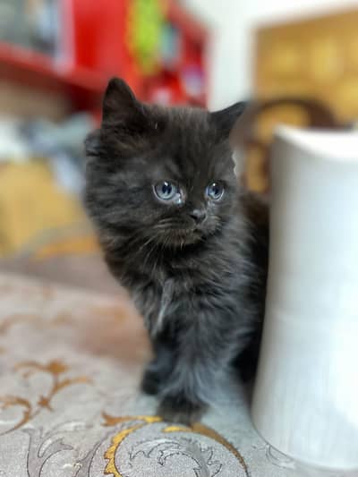 persian triple coat kitten