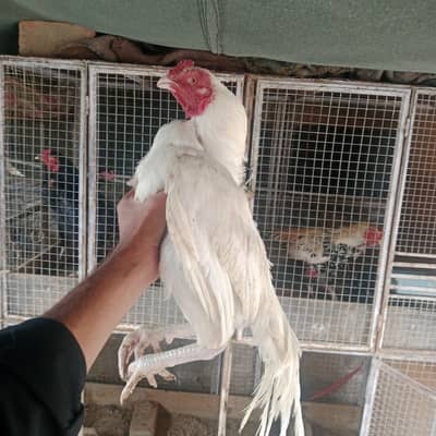 white Aseel patha or white murghi