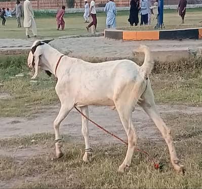 2 Dant White  Khassi Bakra