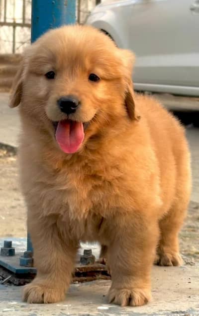 Golden retriever puppies 92@330*5406115