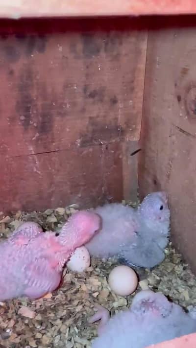 Blue turquoise Chiks