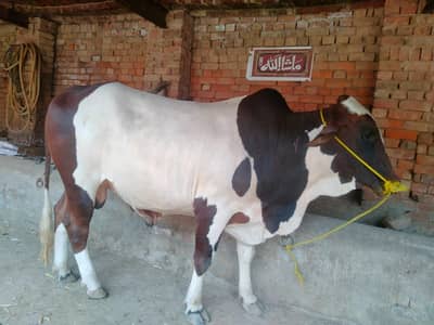 Qubani ky janwar munsaib gaoun ky for sale du dant