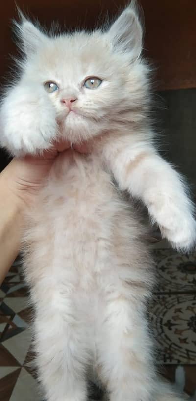 persian cats light brown healthy and active 03444577742