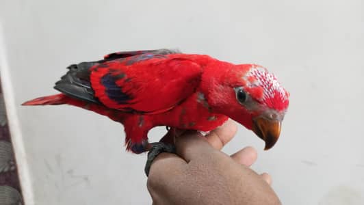 lory raw pahari conure