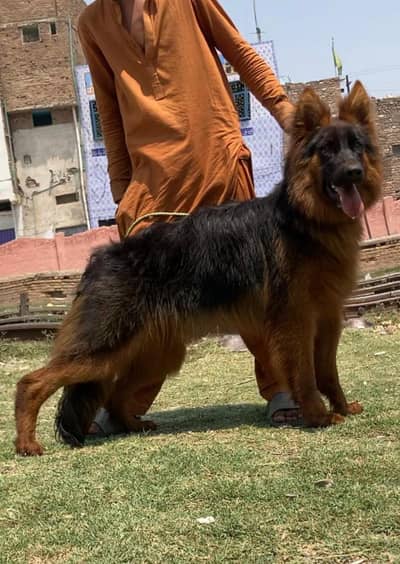imported bloodline long coat GSD female