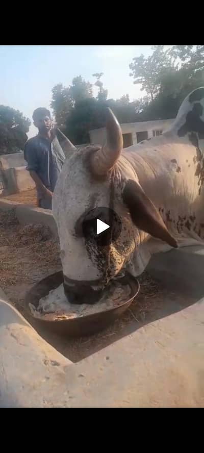 Bull for sale