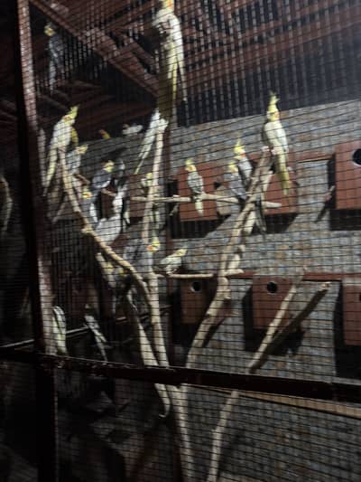 Cocktail parrots