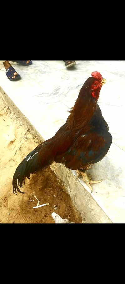 amroha blood 03335303785