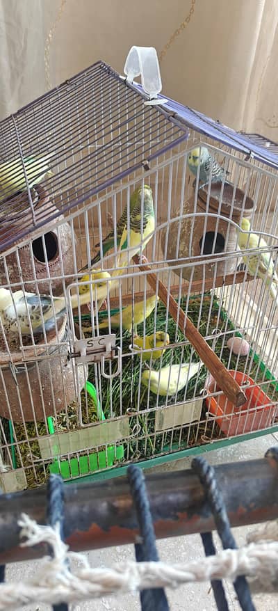 Australian bird