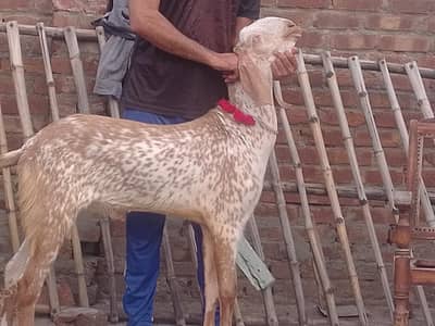 Makhi cheena breeder kheera#03274116585