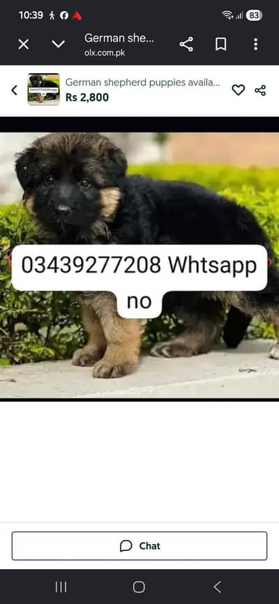German shepherd puppies available