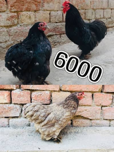 Aseel Others WhatsApp 03261738906
