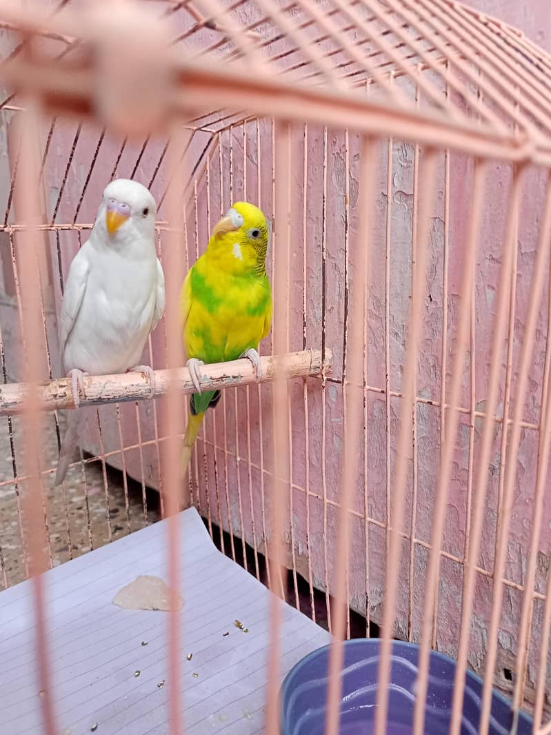 Breeding pair 0