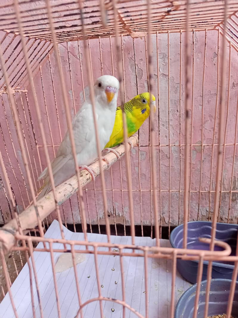 Breeding pair 1