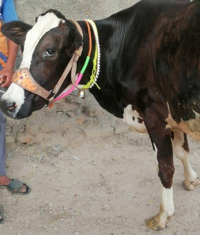 Freezian cow /jarsi / bull / buffalo for sale