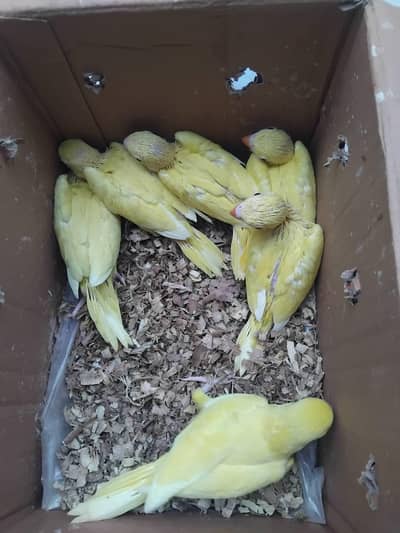 raw yellow blue parrot chicks available