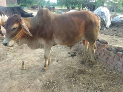 qurbani waly bachry
