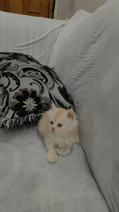 Persian kitten