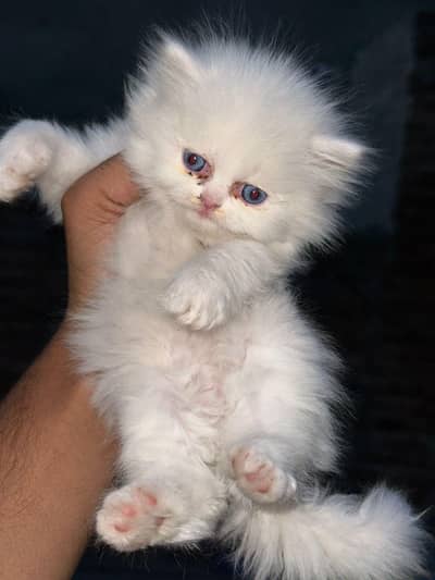 triple Cott punch face kittens. 03038601448 what'sup nmbr